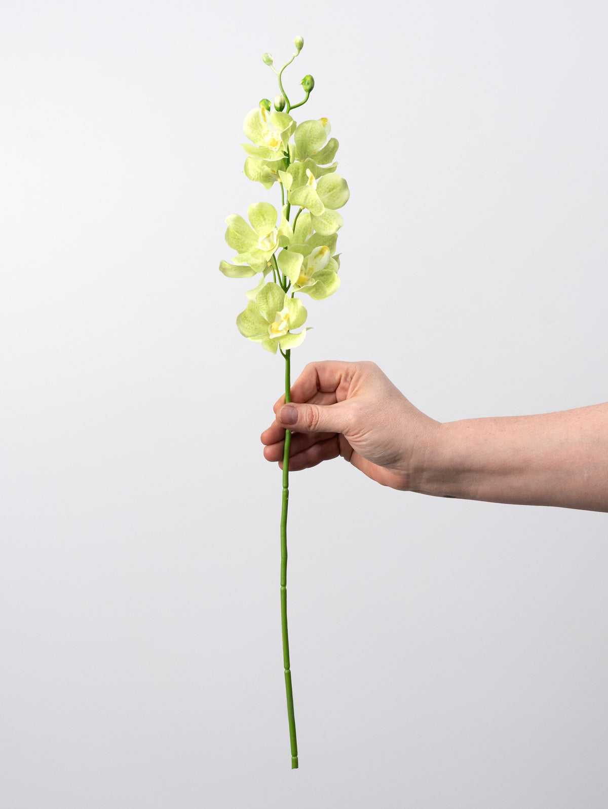 22" Mokara Orchid Stem: Light Green detail photo 3
