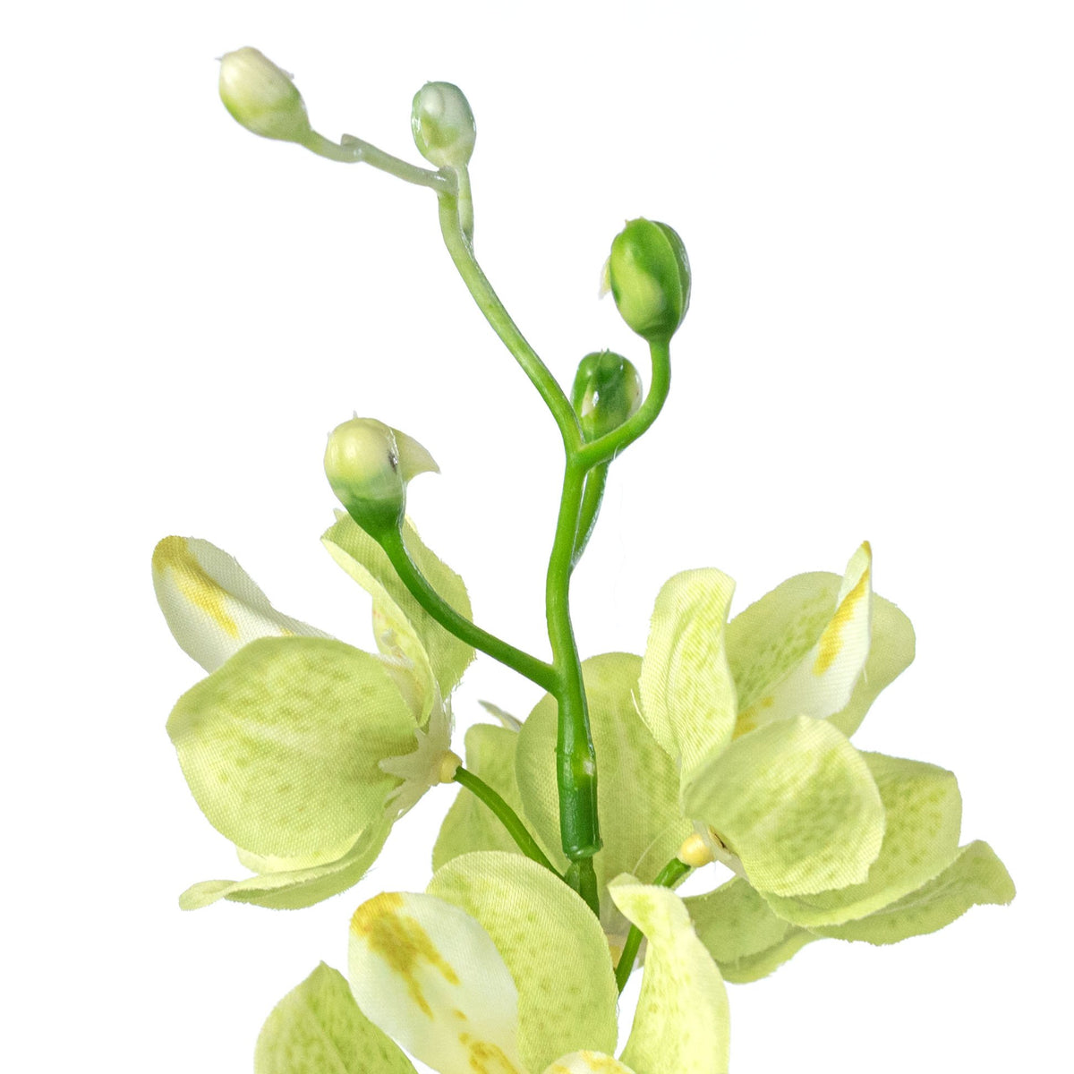 22" Mokara Orchid Stem: Light Green detail photo 4