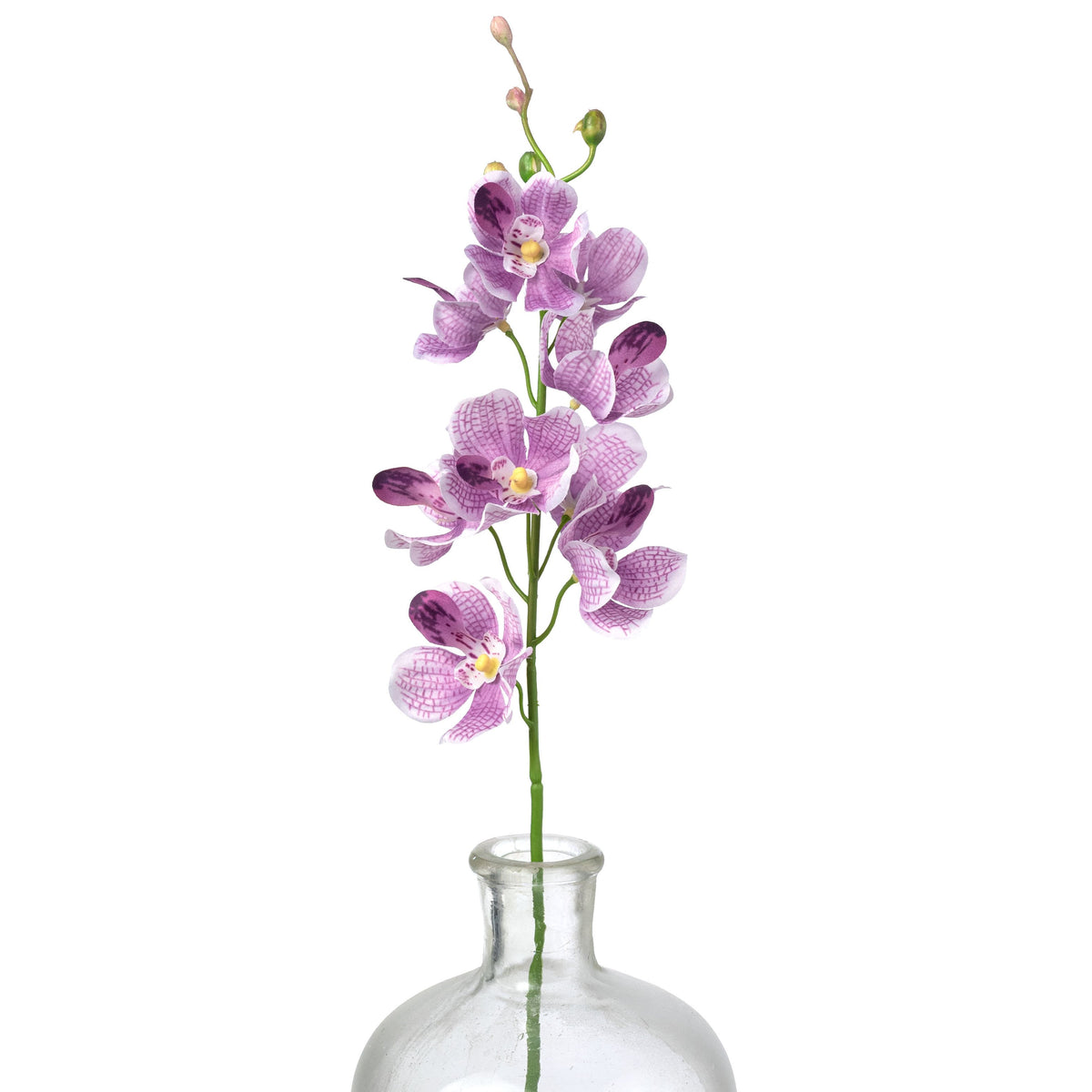 22" Mokara Orchid Stem: Purple Item Number: 64051PU