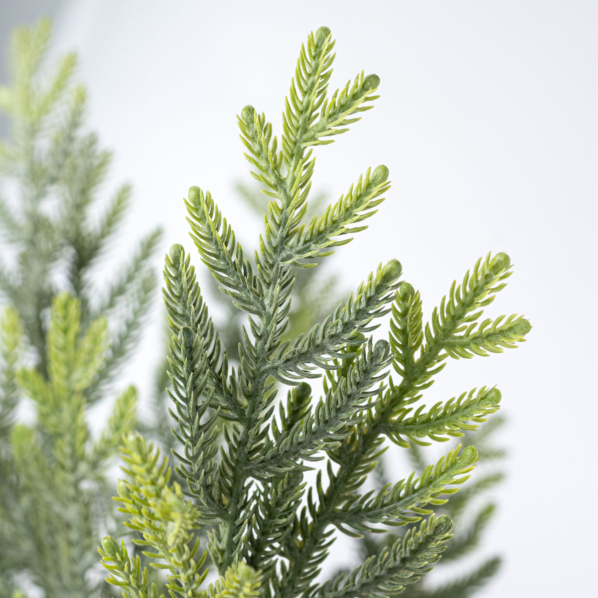 23" Soft Touch Norfolk Pine Spray: Two Tone Light Green Lifestyle Photo