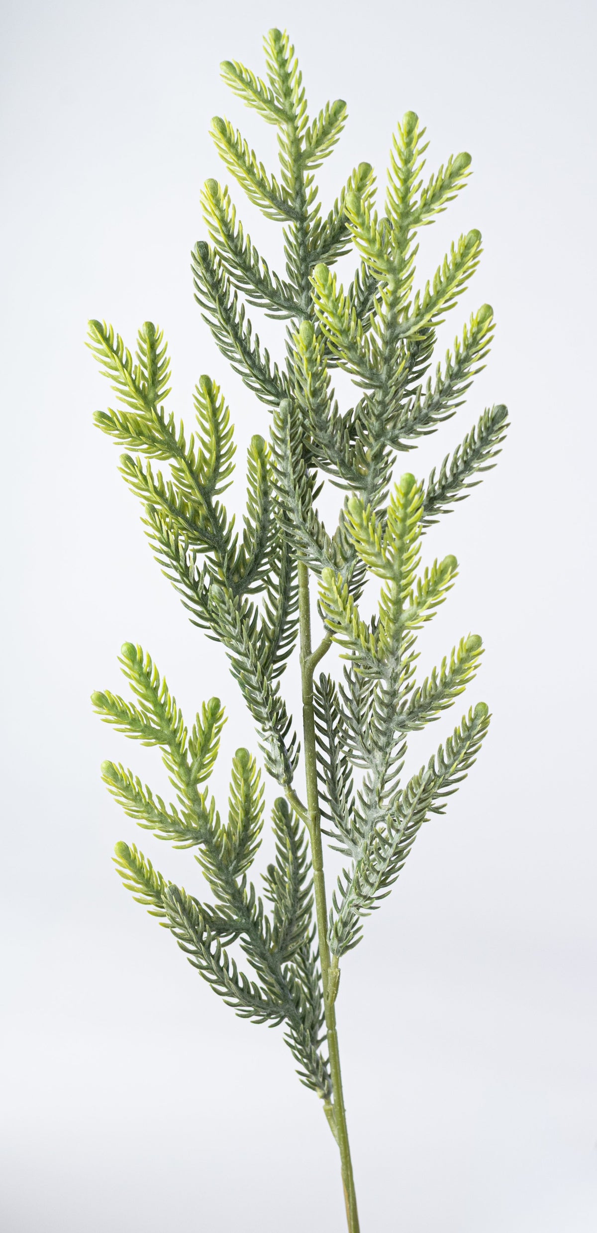 23" Soft Touch Norfolk Pine Spray: Two Tone Light Green detail photo 4