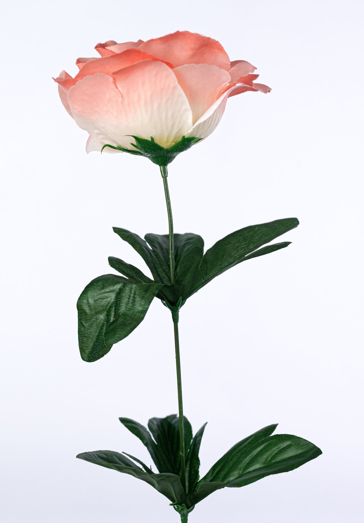 24" Dahlia Rose Magnolia Bush: Coral (24 Stem) detail photo 6