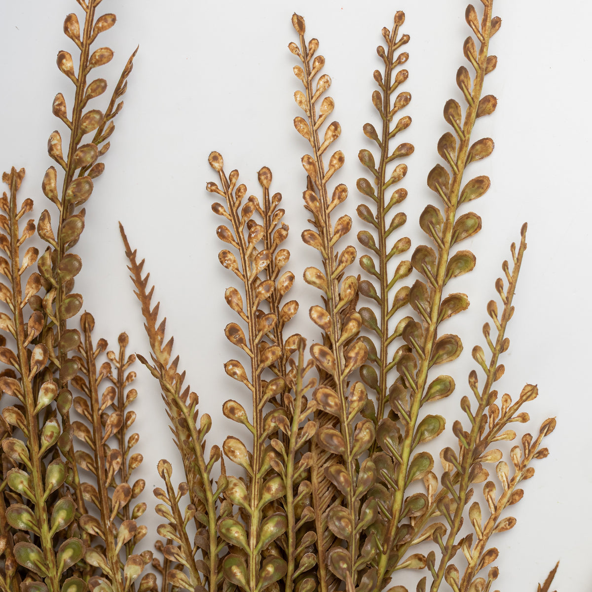 31" Plastic Leaves Button Fern Hanging Bush: Beige & Brown (5 Stem) Lifestyle Photo