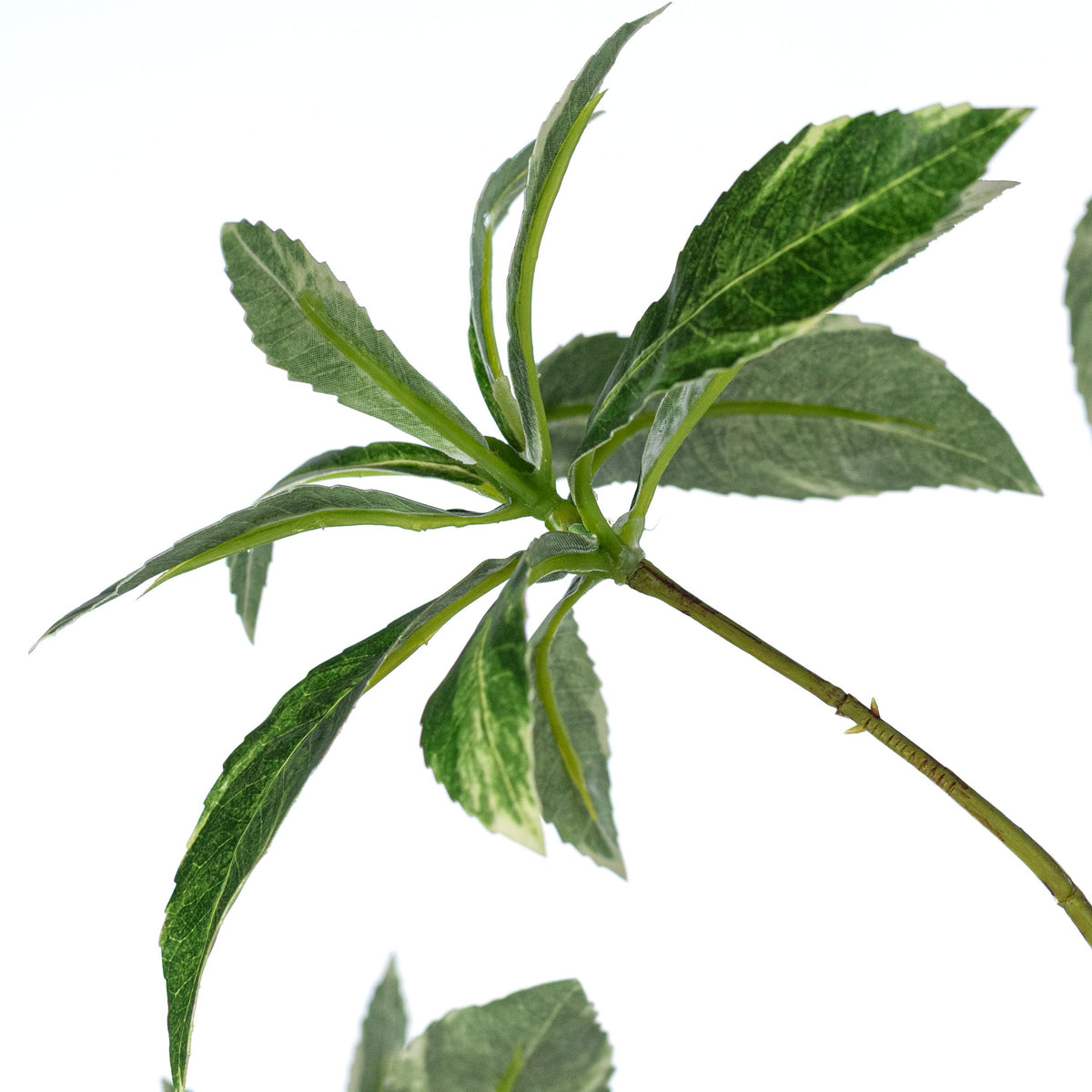 33" Schefflera Leaf Spray: Variegated Green detail photo 4