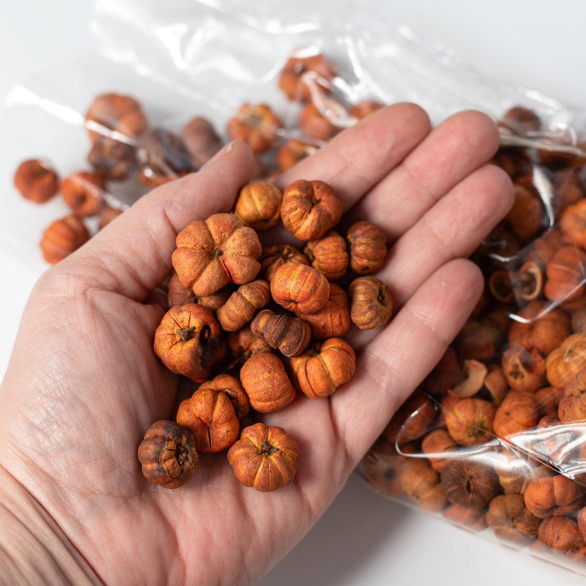 3/4"-1.5" Mini Pumpkin Putka Pods (80 Gram Bag) Lifestyle Photo