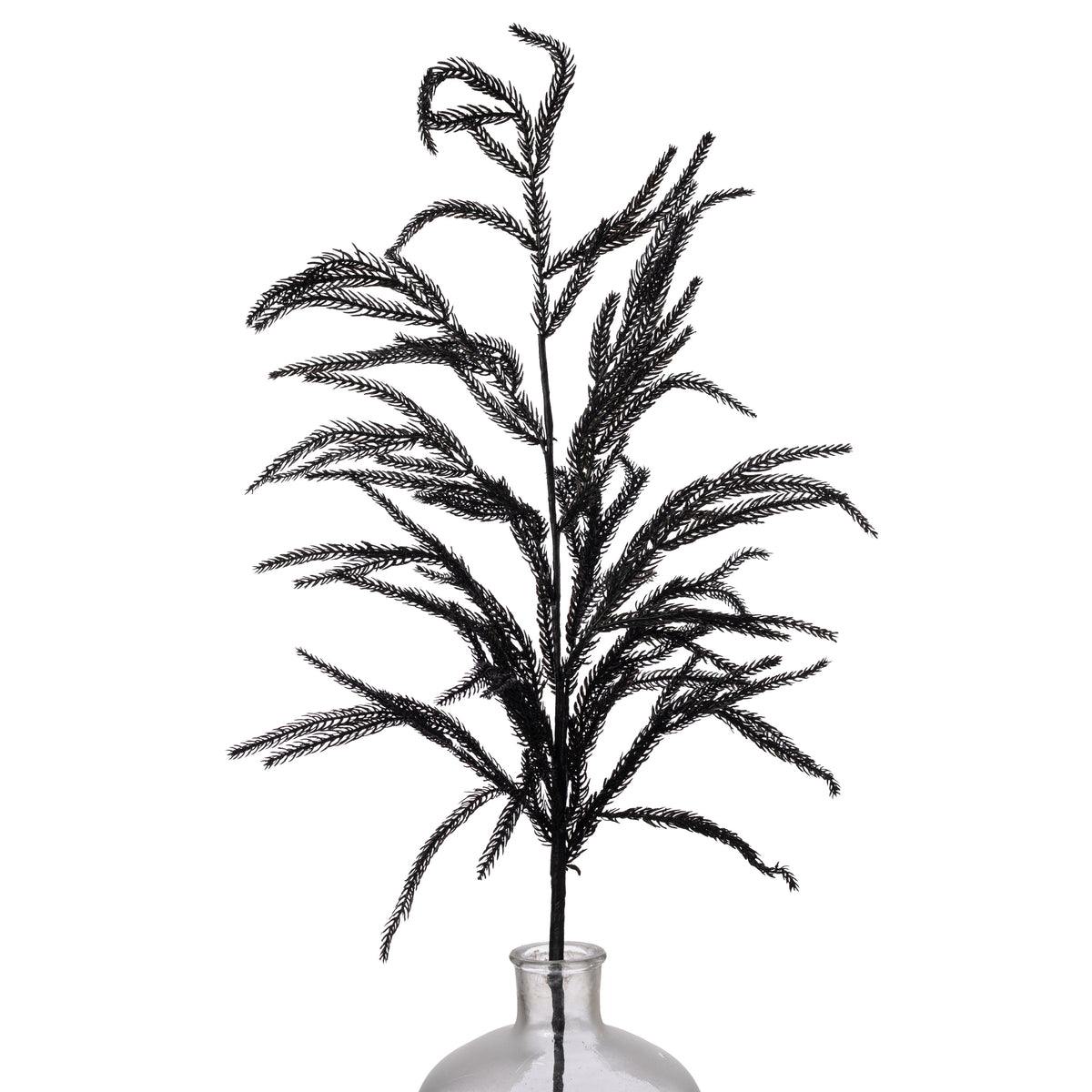 36" Wispy Norfolk Pine Spray: Black Item Number: XV772702