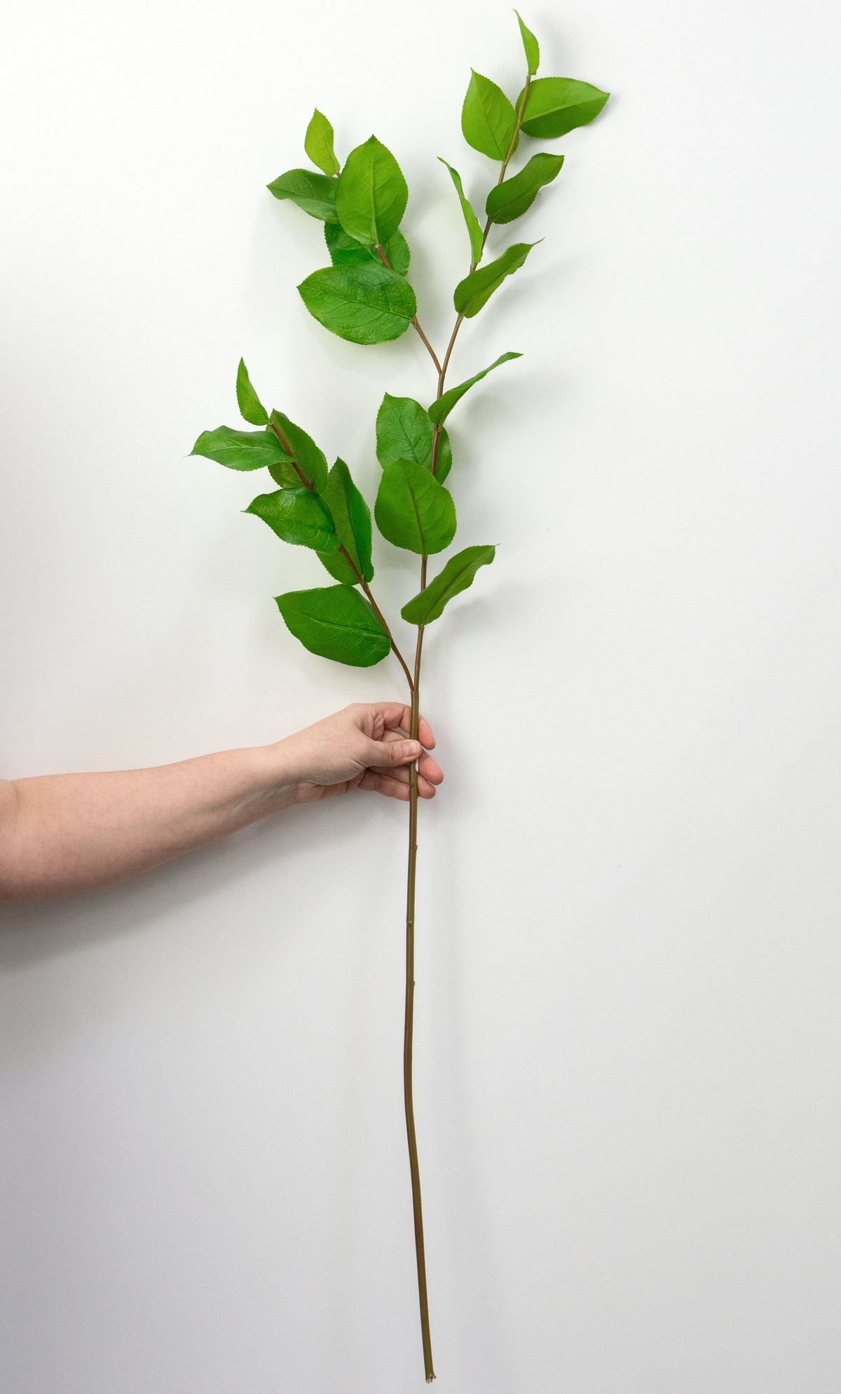 45" Artificial Salal Leaves (Lemon Leaf) Spray detail photo 3