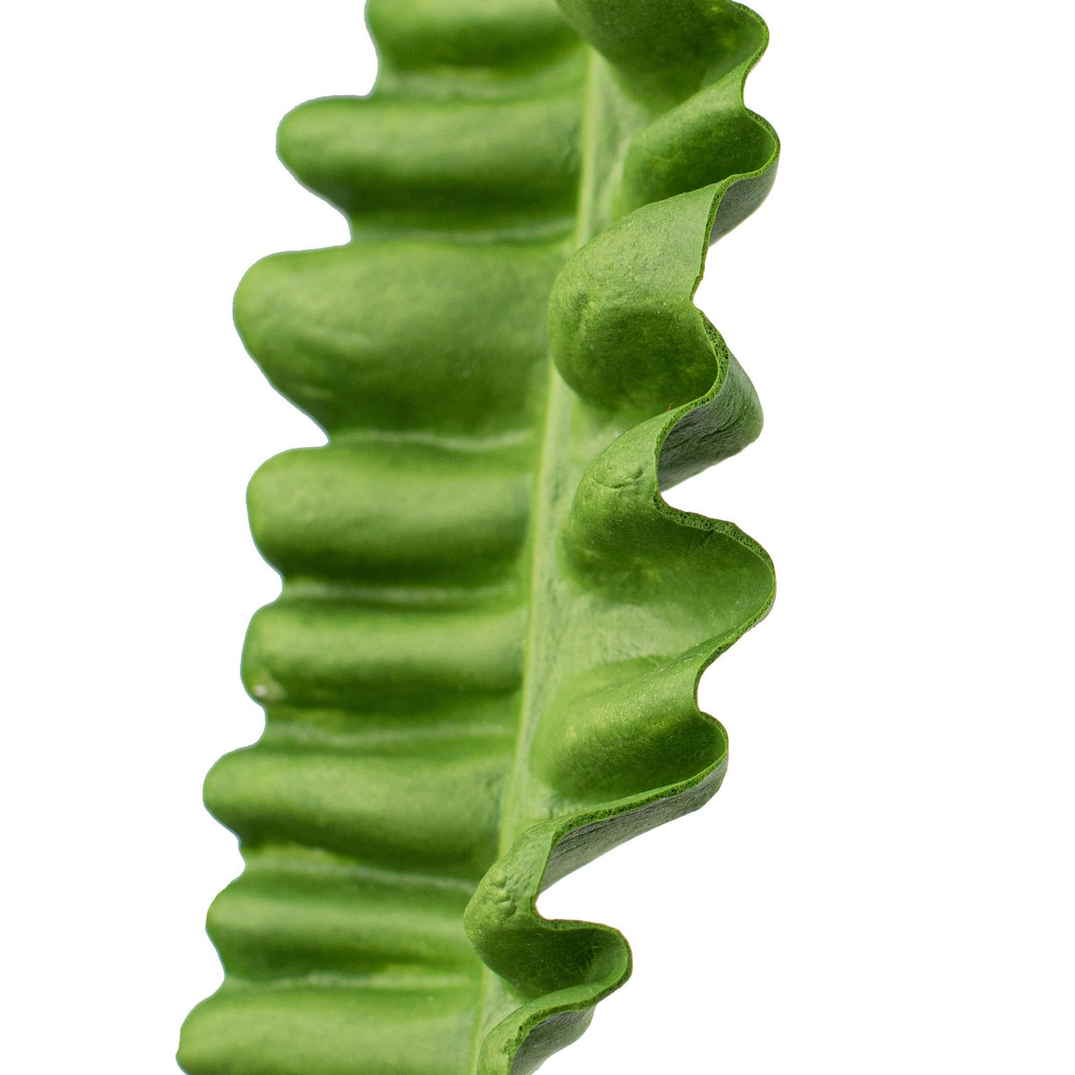 37" Bird Nest Fern Leaf Stem Lifestyle Photo