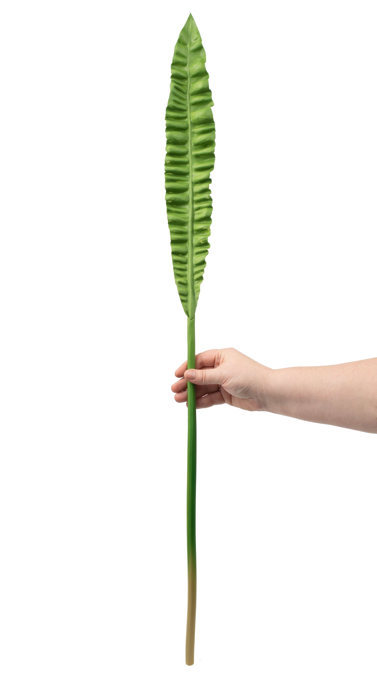 37" Bird Nest Fern Leaf Stem detail photo 3