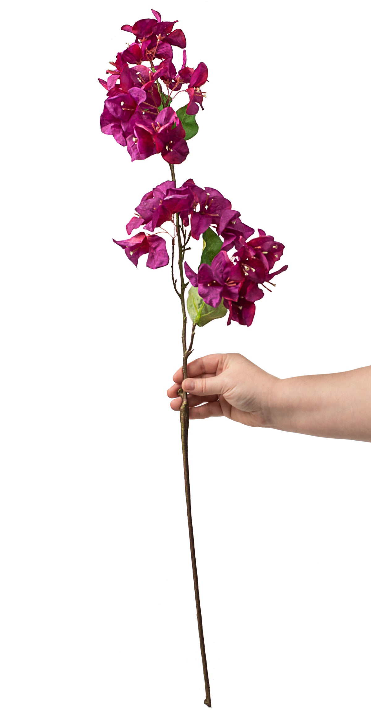 33" Bougainvillea Stem: Fuchsia detail photo 3