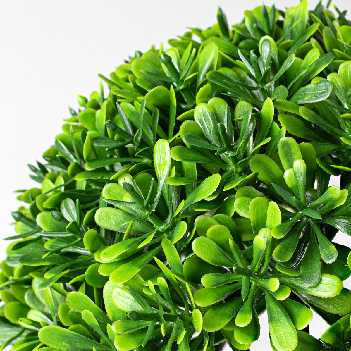 6" Boxwood Half Ball detail photo 4