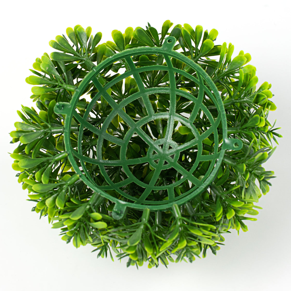 6" Boxwood Half Ball detail photo 5