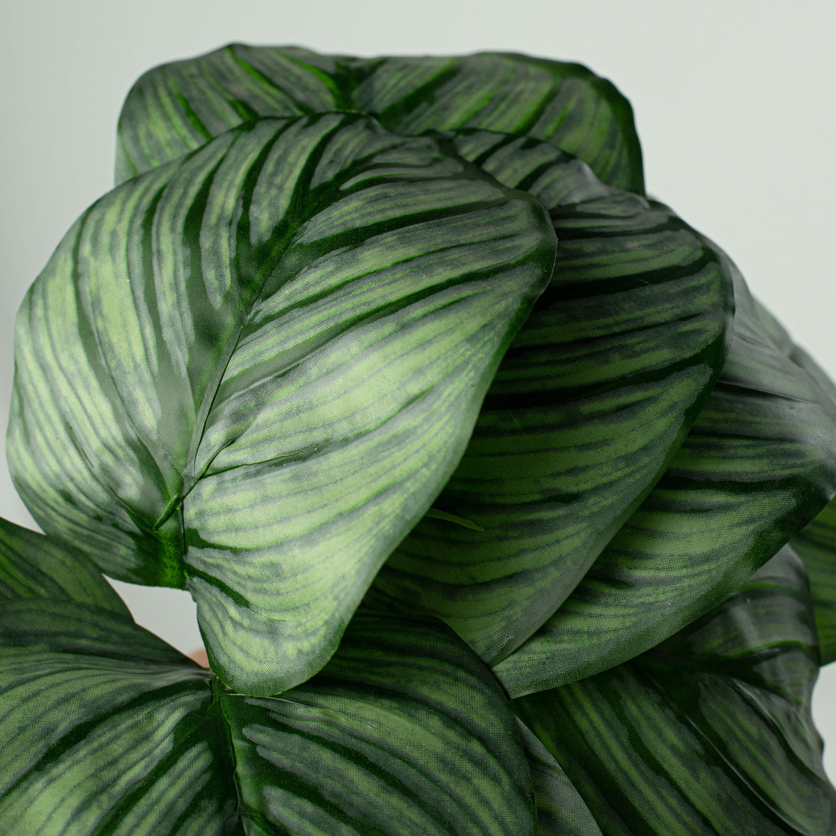 18" Calathea Houseplant Leaf Bundle Lifestyle Photo