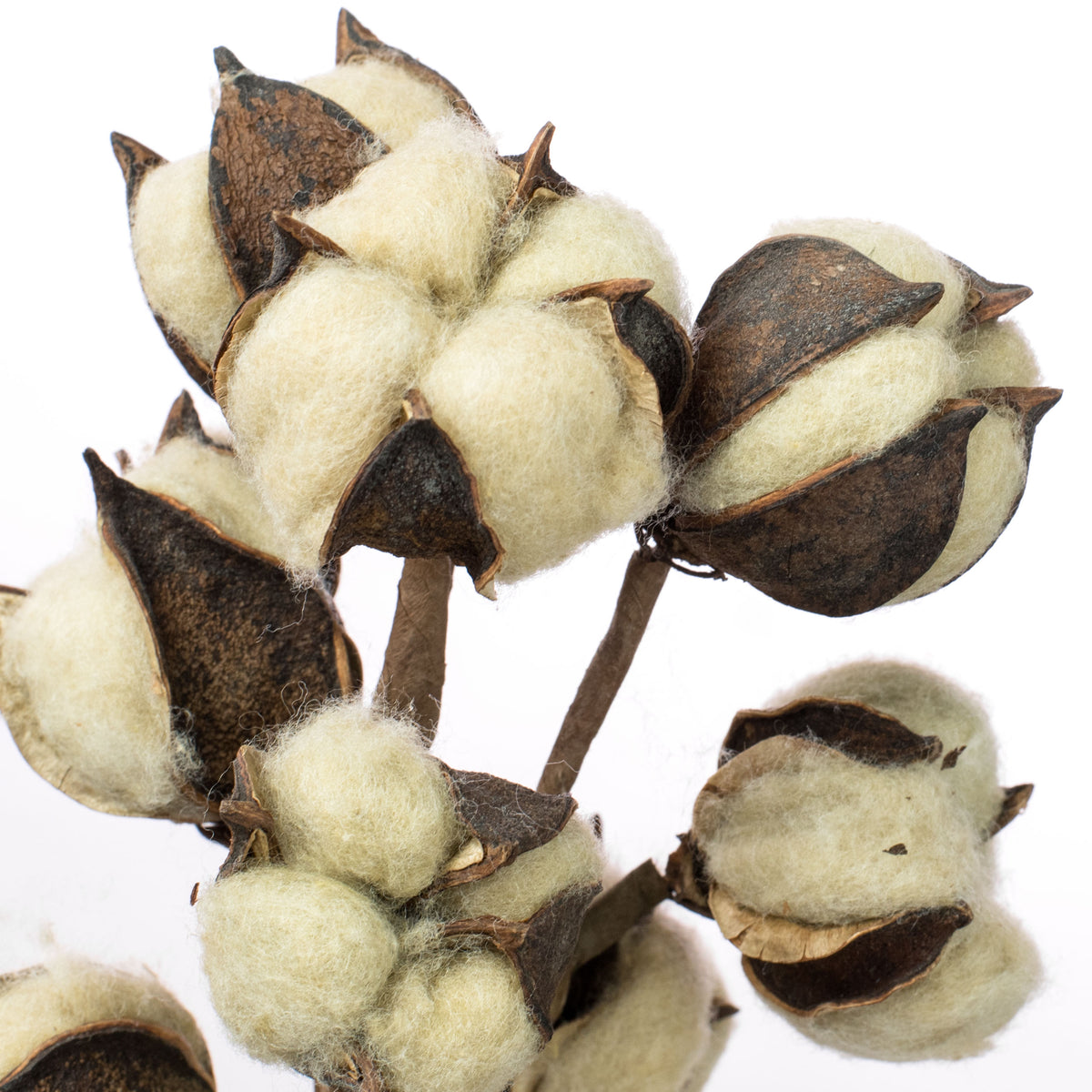 13" Cotton Bush: Tea Stain detail photo 3