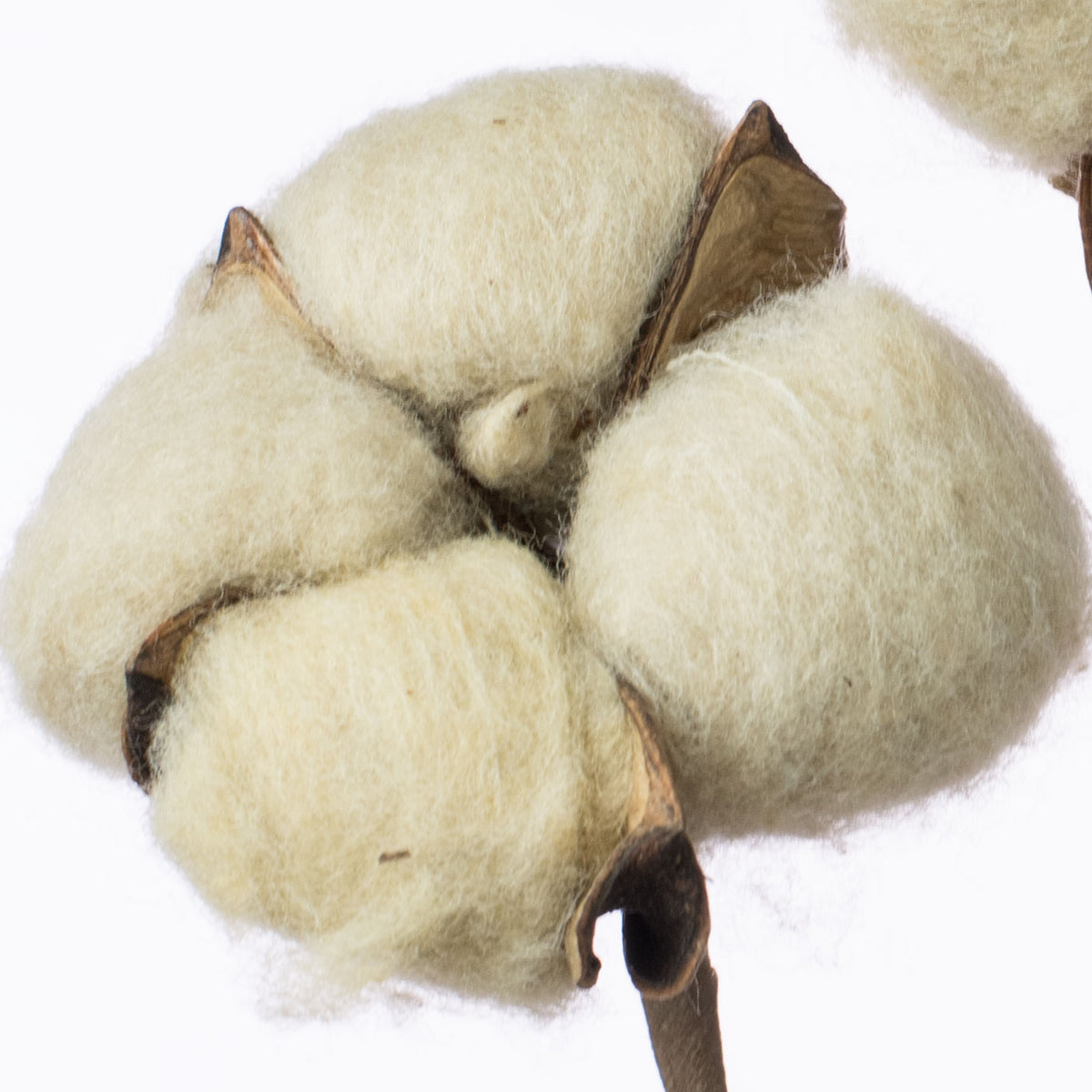 24" Cotton Spray: Tea Stain detail photo 3