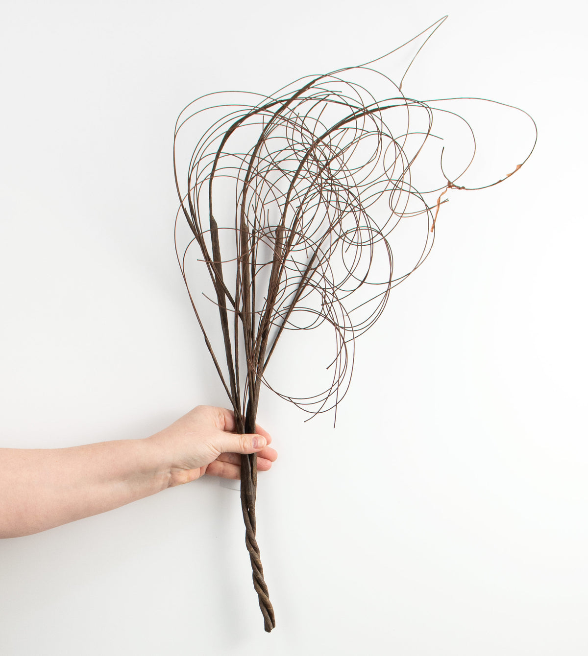 28" Curly Willow Twig detail photo 3