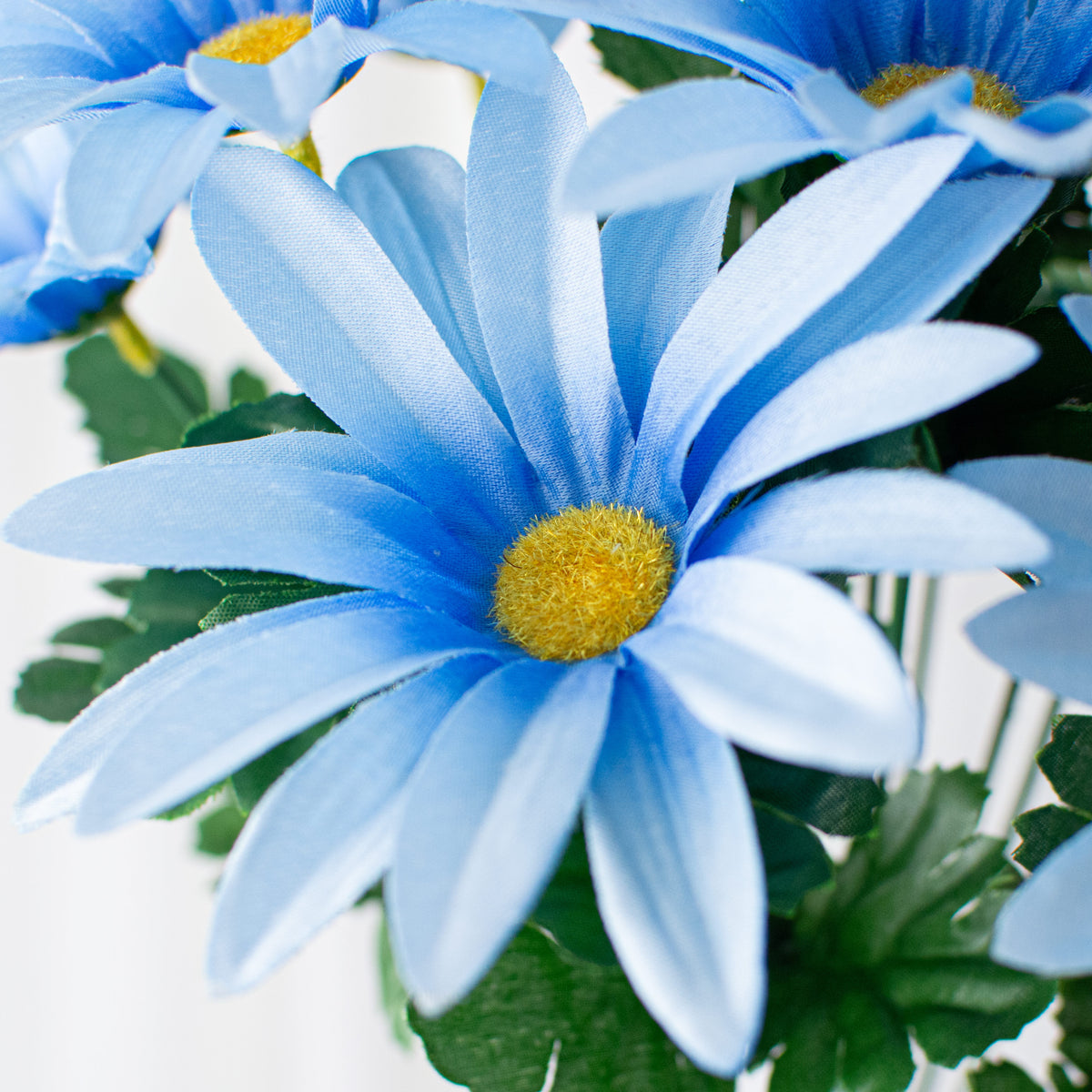 19" Daisy Bush: Blue (12 Stem) Lifestyle Photo
