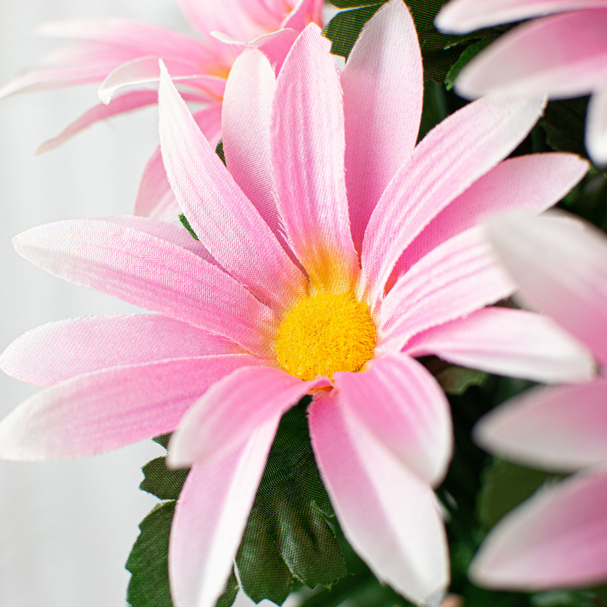 19" Daisy Bush: Pink (12 Stem) Lifestyle Photo