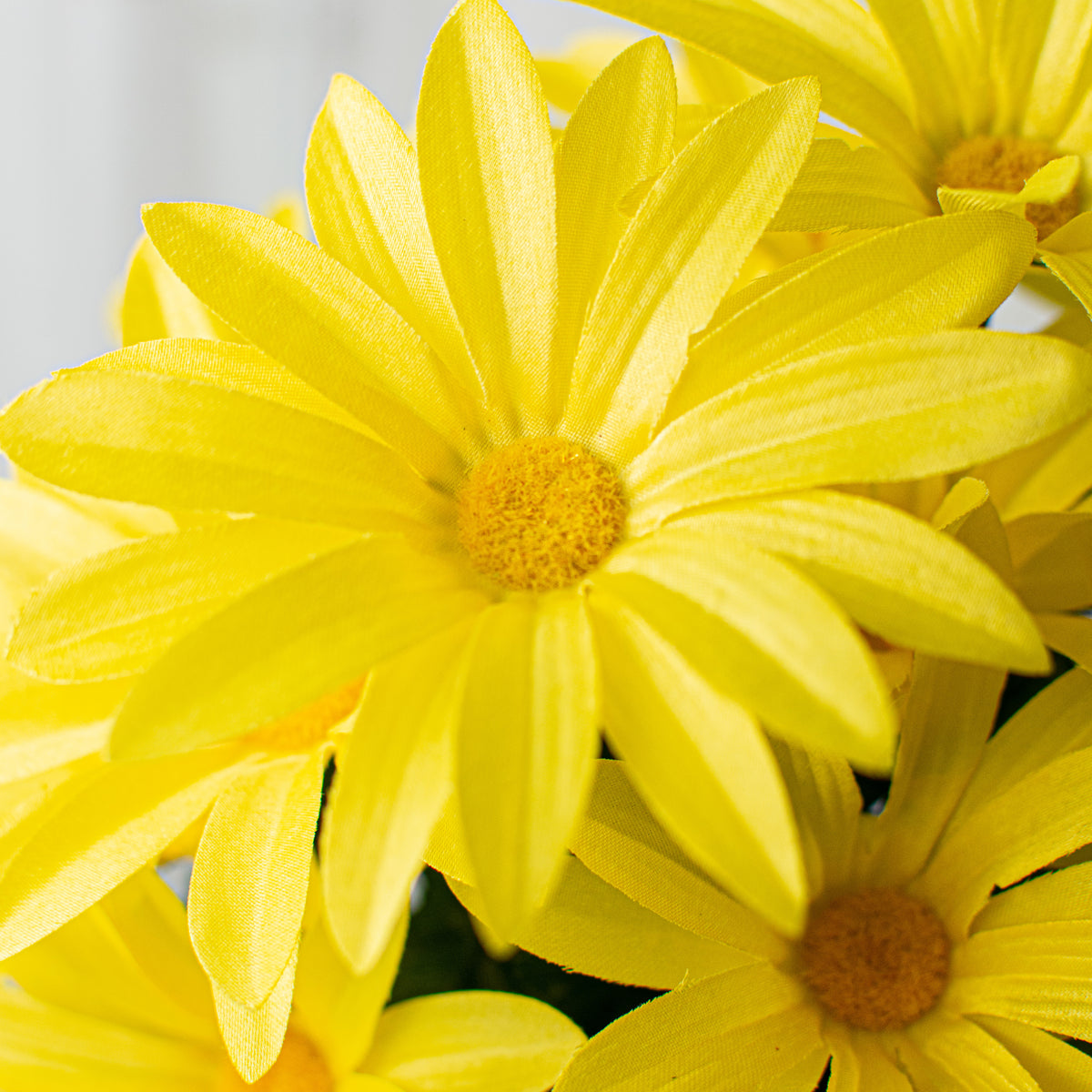 19" Daisy Bush: Yellow (12 Stem) Lifestyle Photo