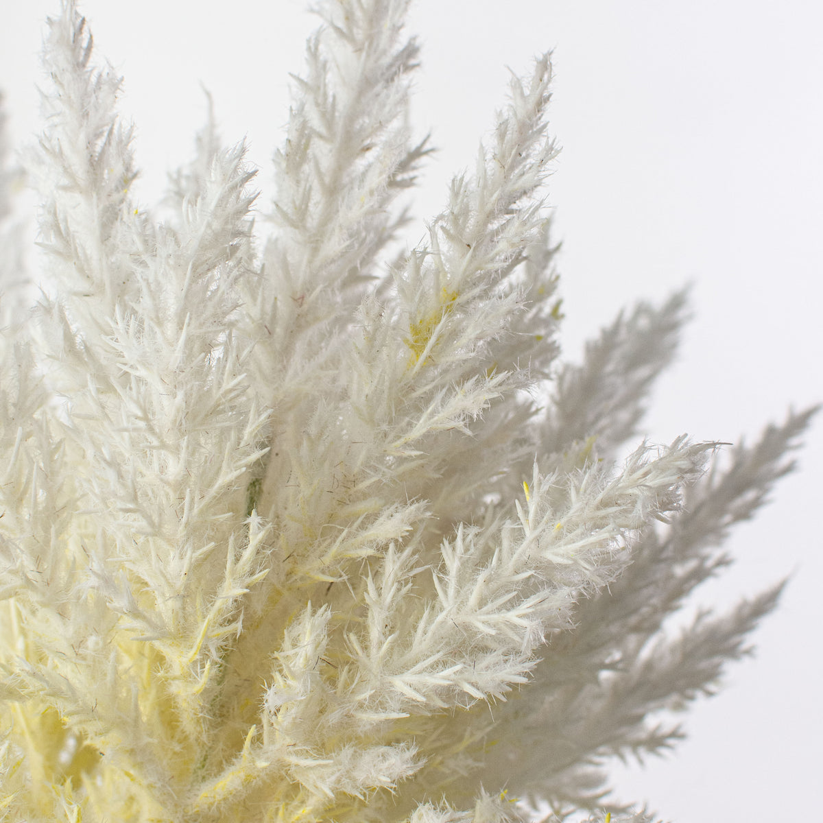 12" Dried Pampas Grass Bundle: Bleached Lifestyle Photo