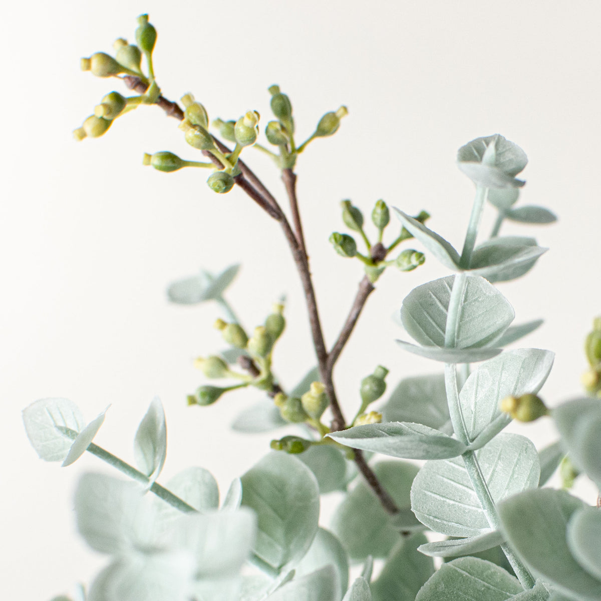 11" Dusty Mini Eucalyptus Bush detail photo 4