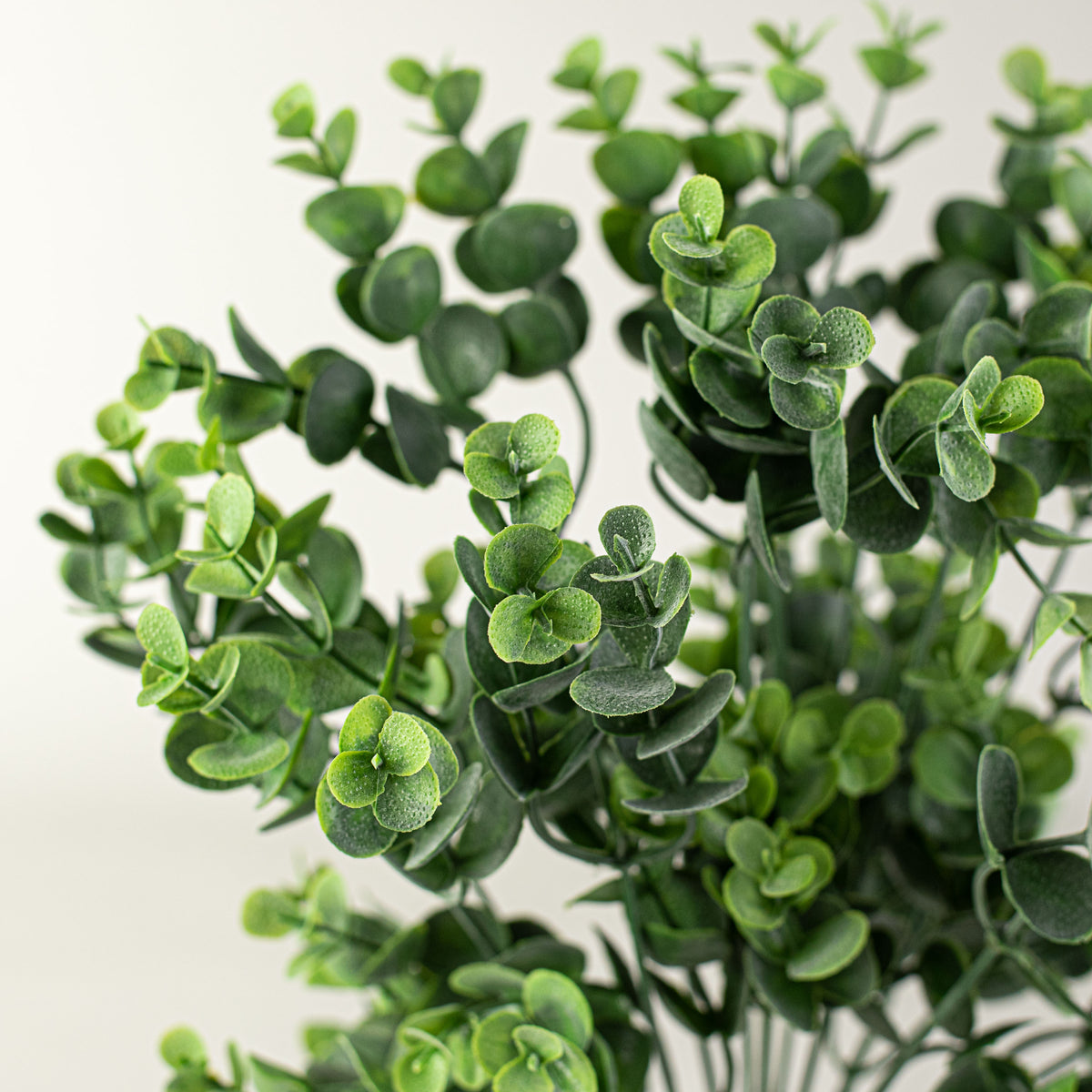 16" Eucalyptus Bush Lifestyle Photo
