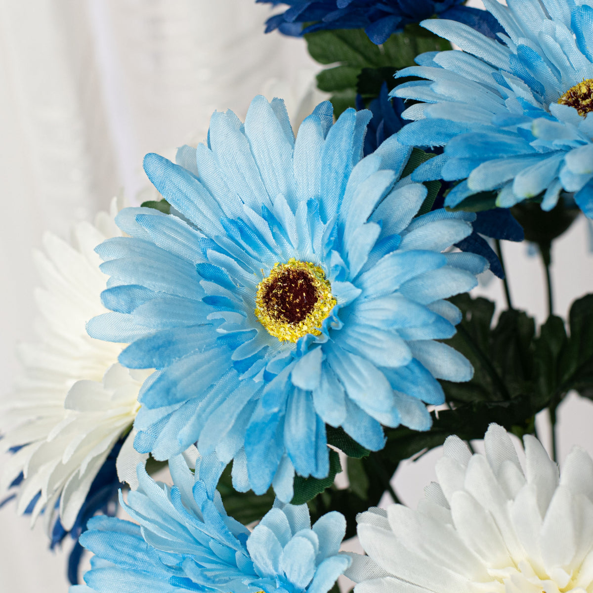 18" Gerbera Daisy Bush: Blue & Cream (12 Stem) Lifestyle Photo