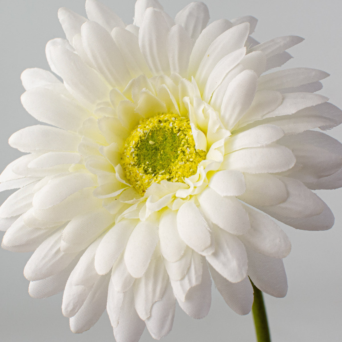 18" Gerbera Daisy Stem: Cream detail photo 4