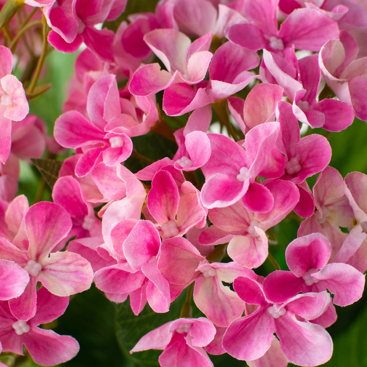 23" Hydrangea Bush: Fuchsia Pink Lifestyle Photo