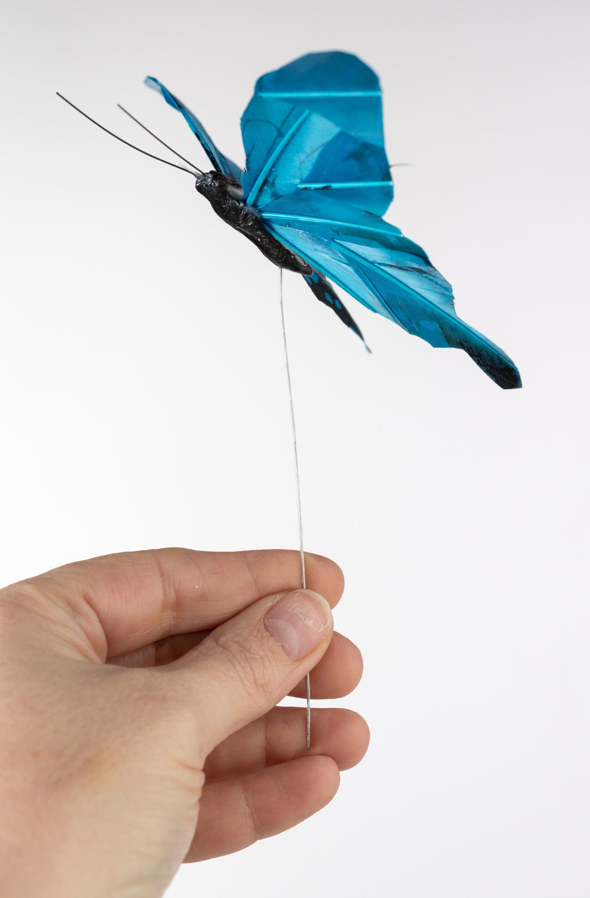 5" Feather Butterfly Picks: Blue Morpho (Box of 12)