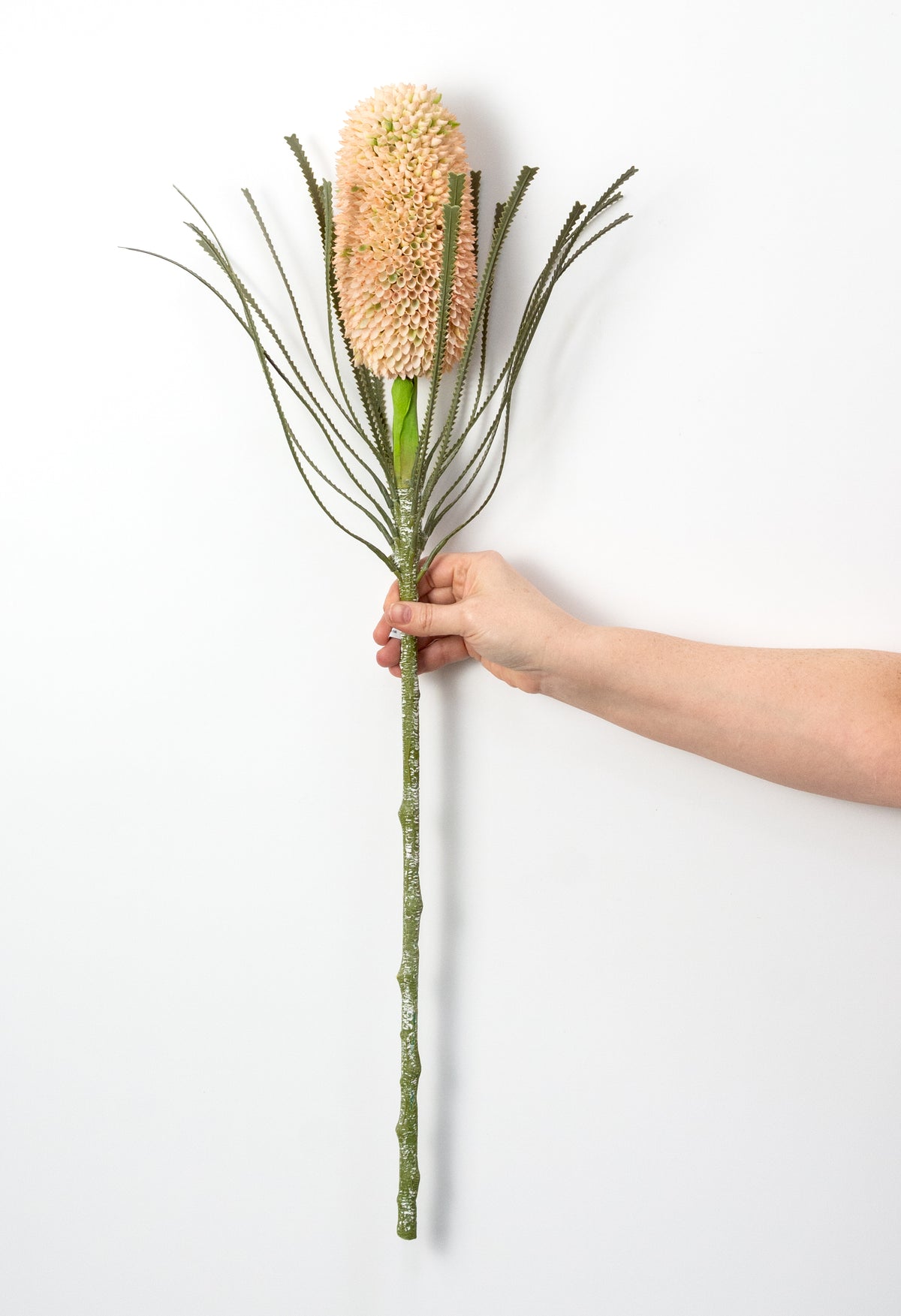 29" Banksia Protea Stem: Cream Peach