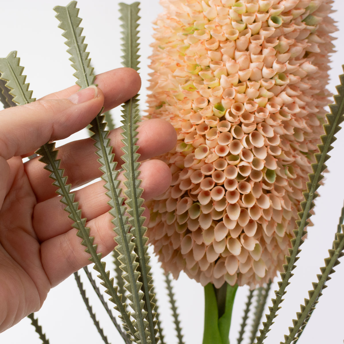 29" Banksia Protea Stem: Cream Peach