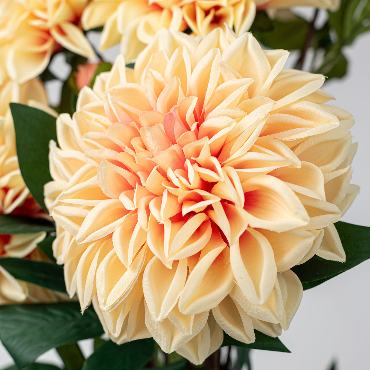 23" Dahlia Bush: Peach (10 Stem)