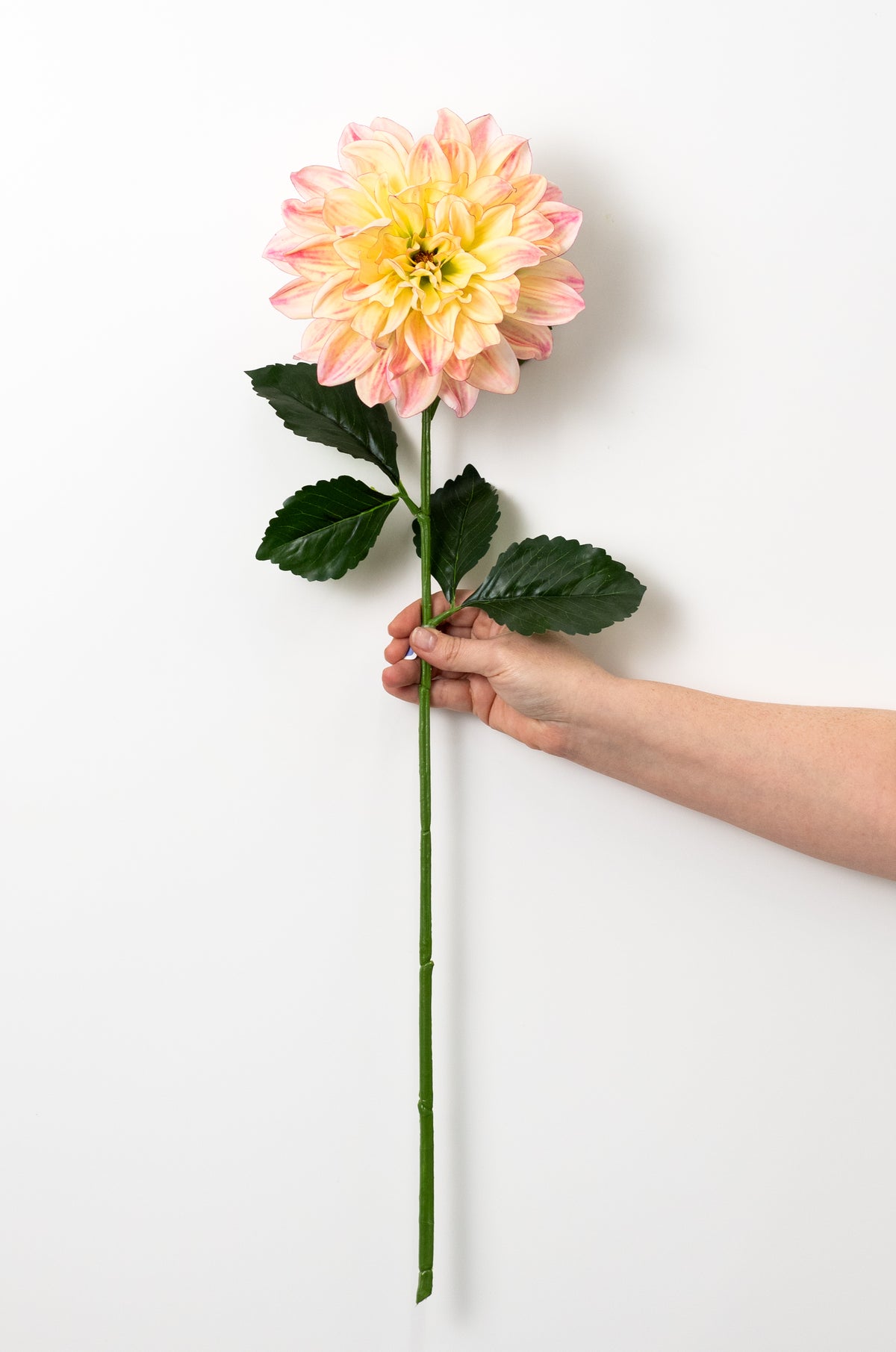 27" Dahlia Stem: Pink & Yellow