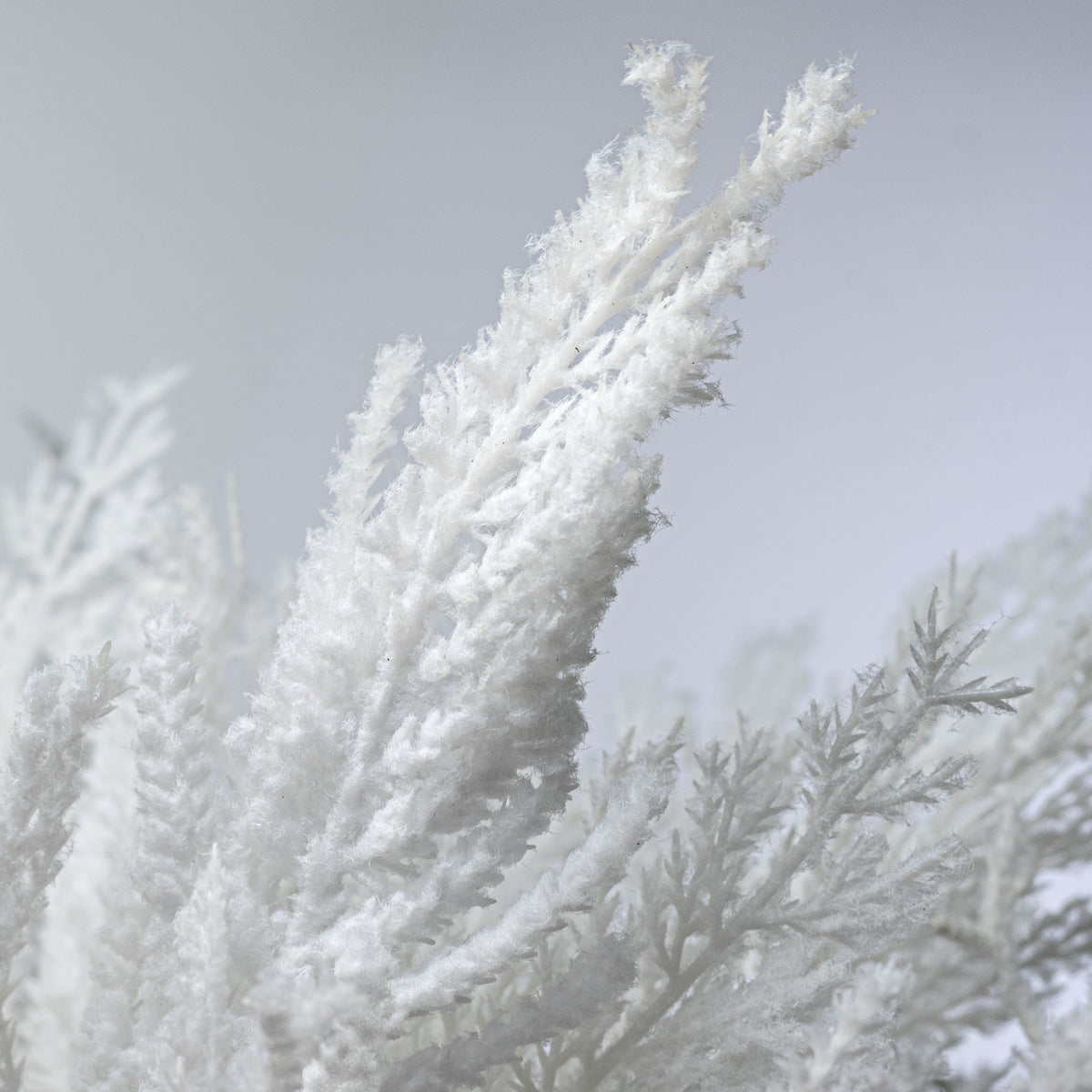 19" Snowy Cedar Bundle: Flocked White (5 Stems)