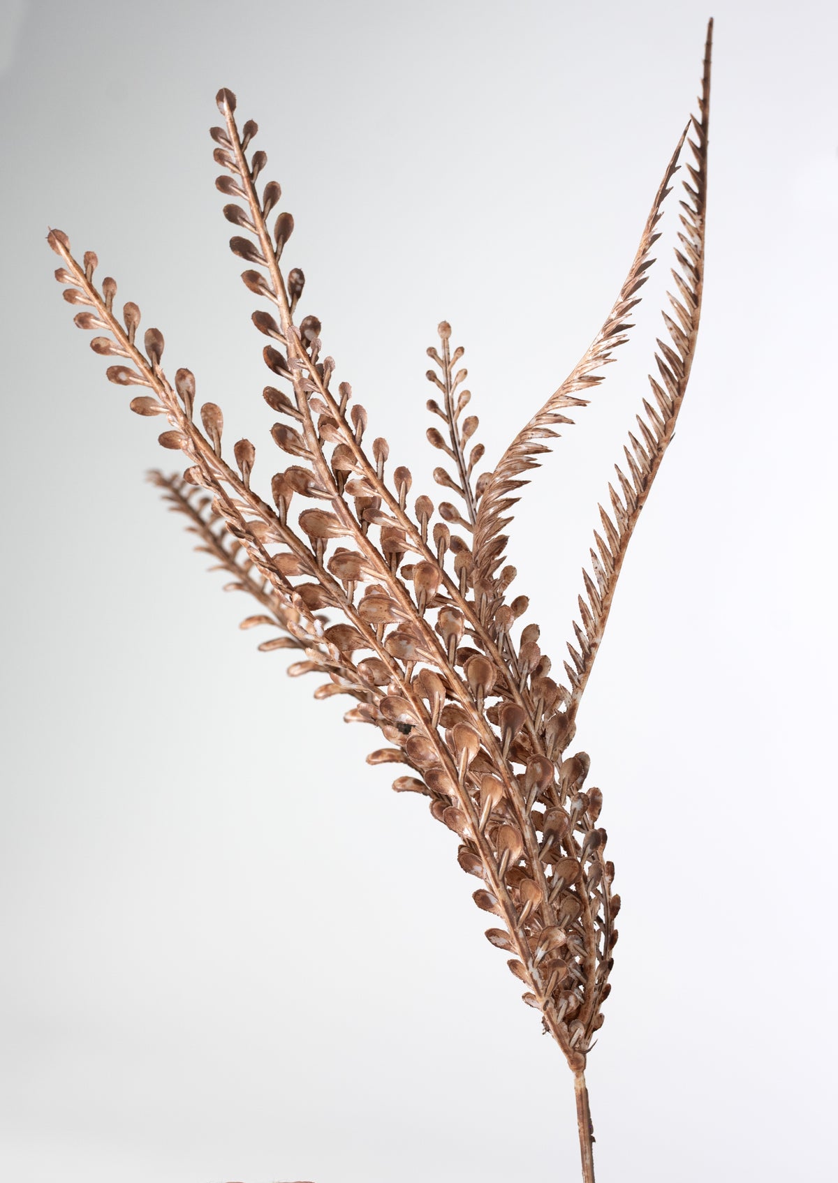 17" Button Sword Fern Bush: White Wash Brown