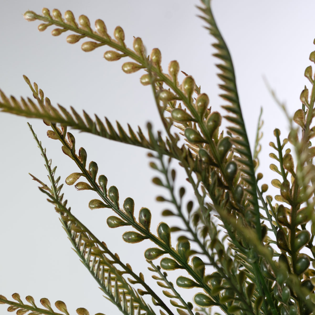 17" Button Sword Fern Bush: Two Tone Brown & Green