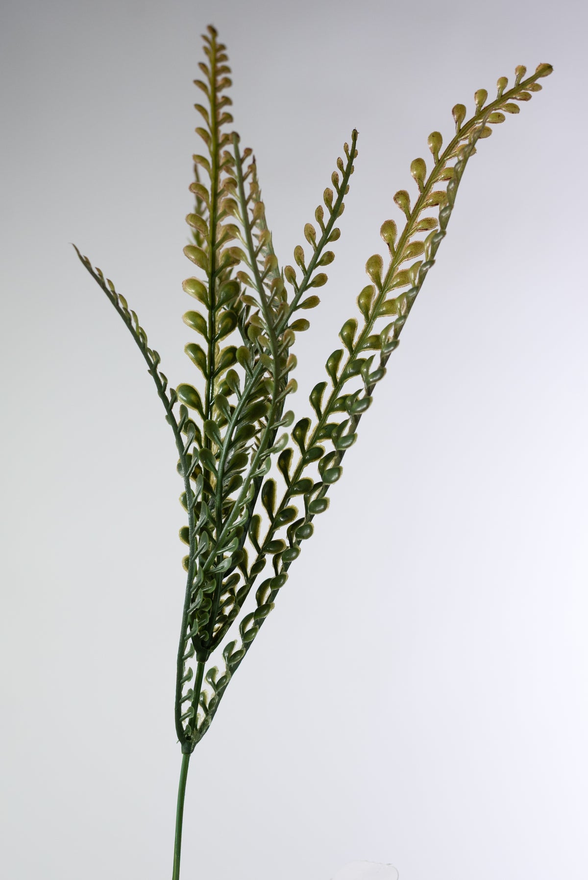 17" Button Sword Fern Bush: Two Tone Brown & Green