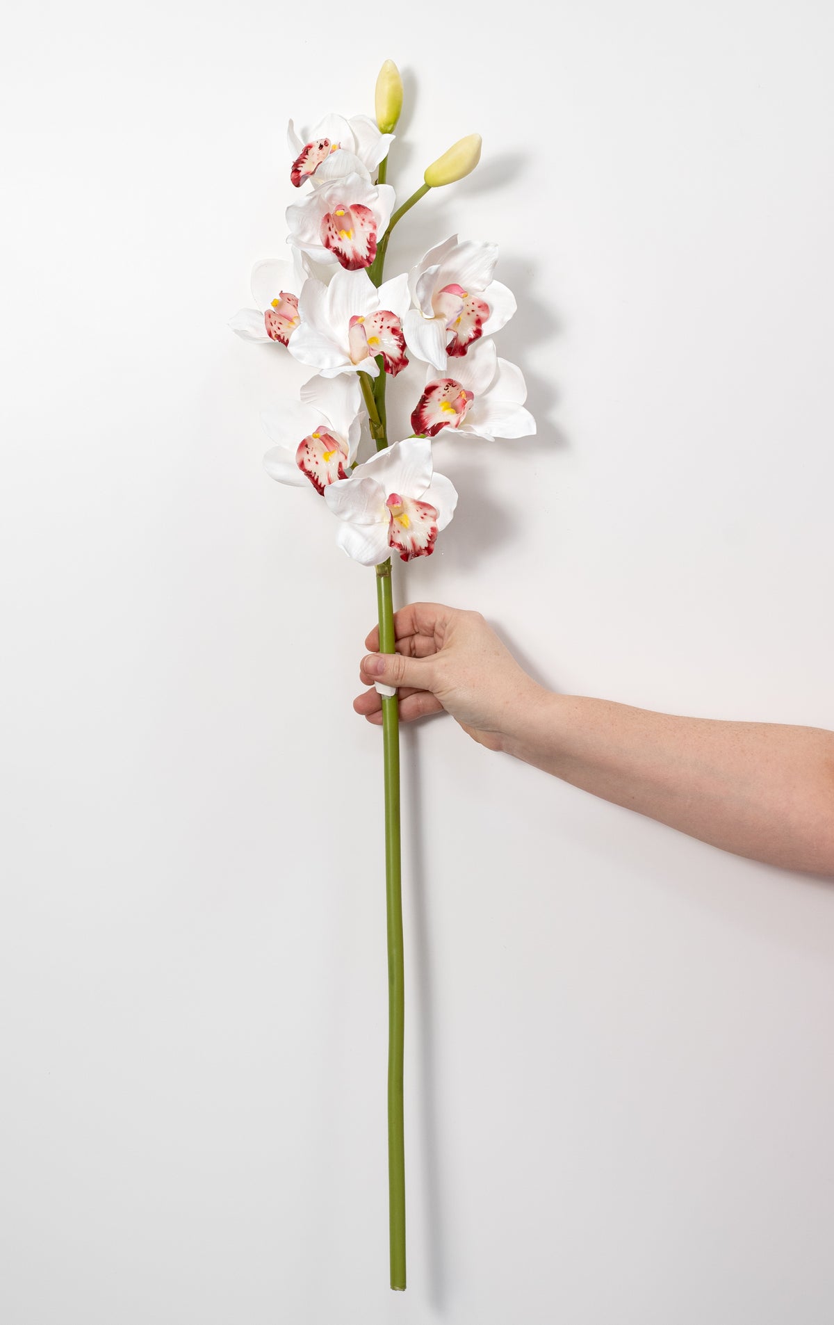 32" Cymbidium Orchid Stem: White & Burgundy