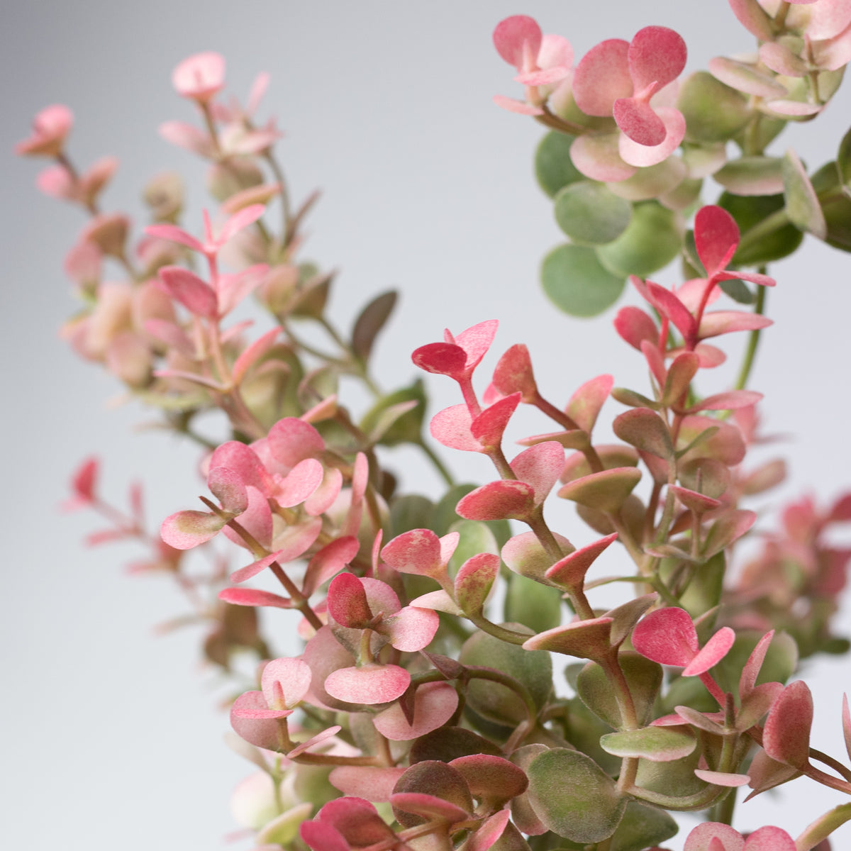 17" Plastic Eucalyptus Bush: Pink
