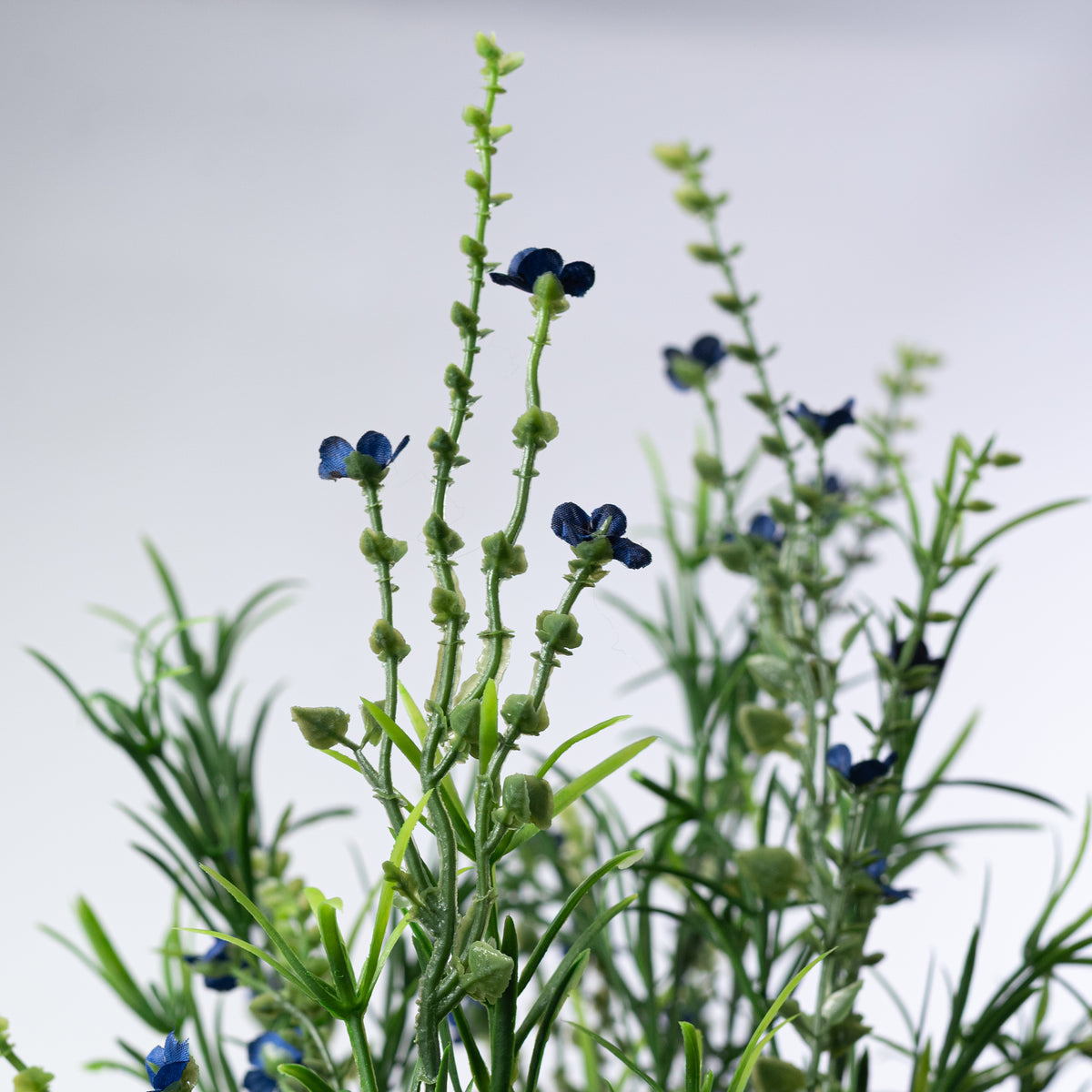 21" Mixed Forget-Me-Not Bush: Blue