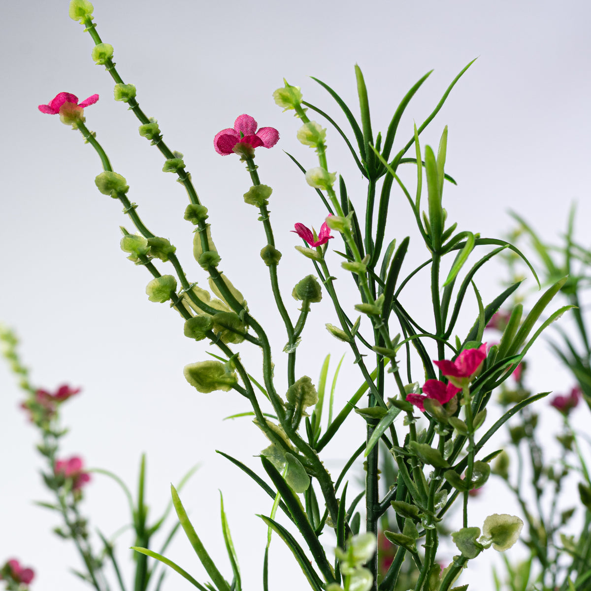 21" Mixed Forget-Me-Not Bush: Fuchsia Pink