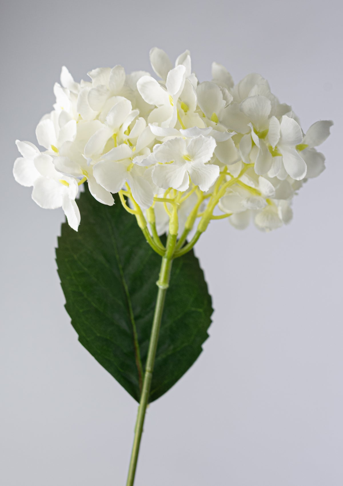 19" Hydrangea Bush: Cream (5 Stem)