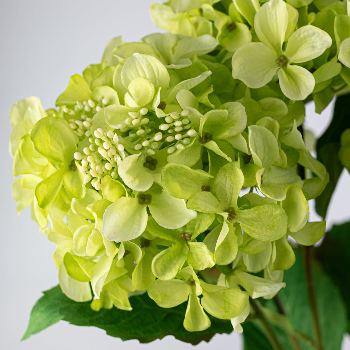 20" Hydrangea Bush: Green (5 Stem)