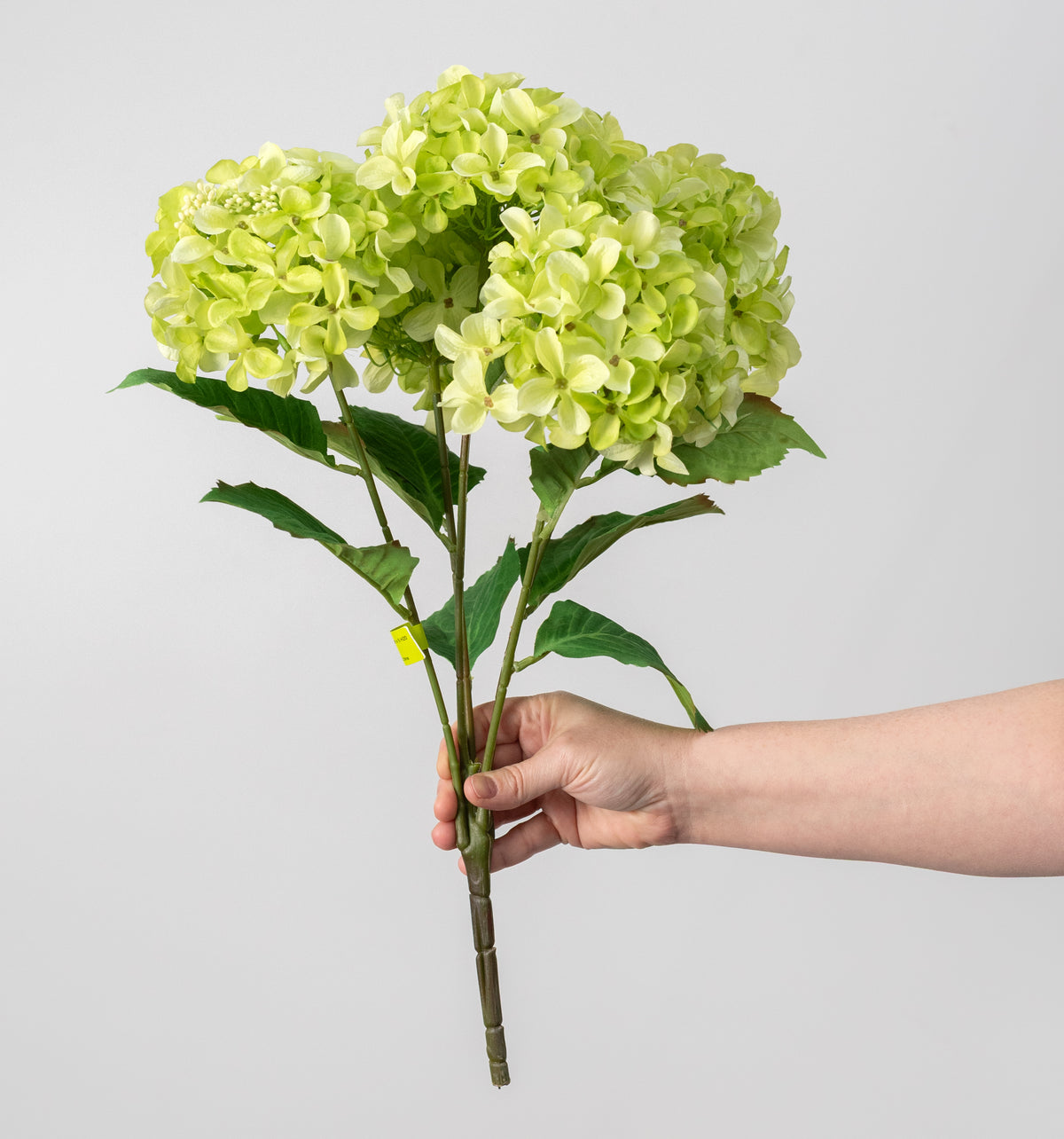 20" Hydrangea Bush: Green (5 Stem)