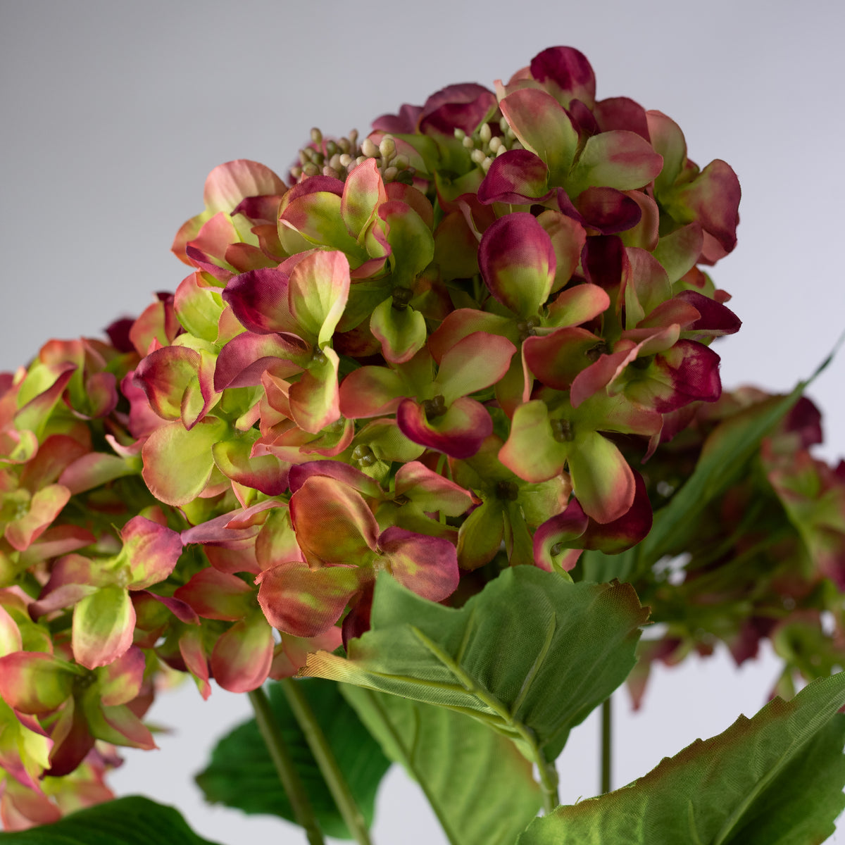 20" Hydrangea Bush: Variegated Mauve & Green (5 Stem)