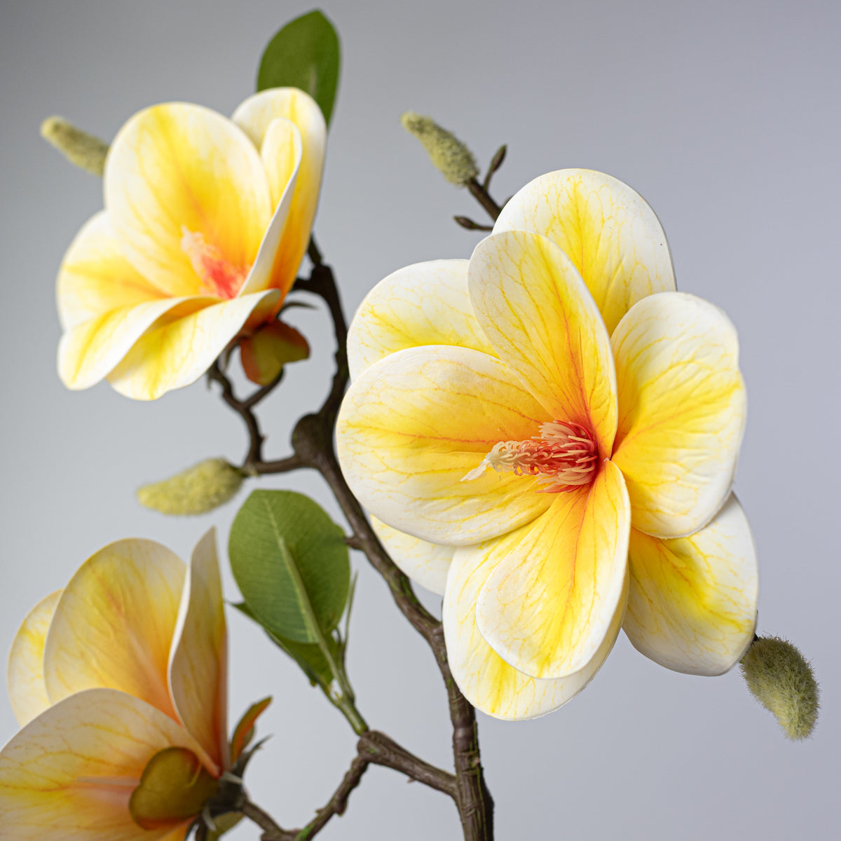 21" Soft Touch Magnolias & Buds Spray: Cream & Yellow