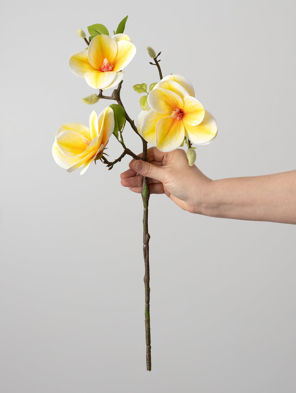 21" Soft Touch Magnolias & Buds Spray: Cream & Yellow