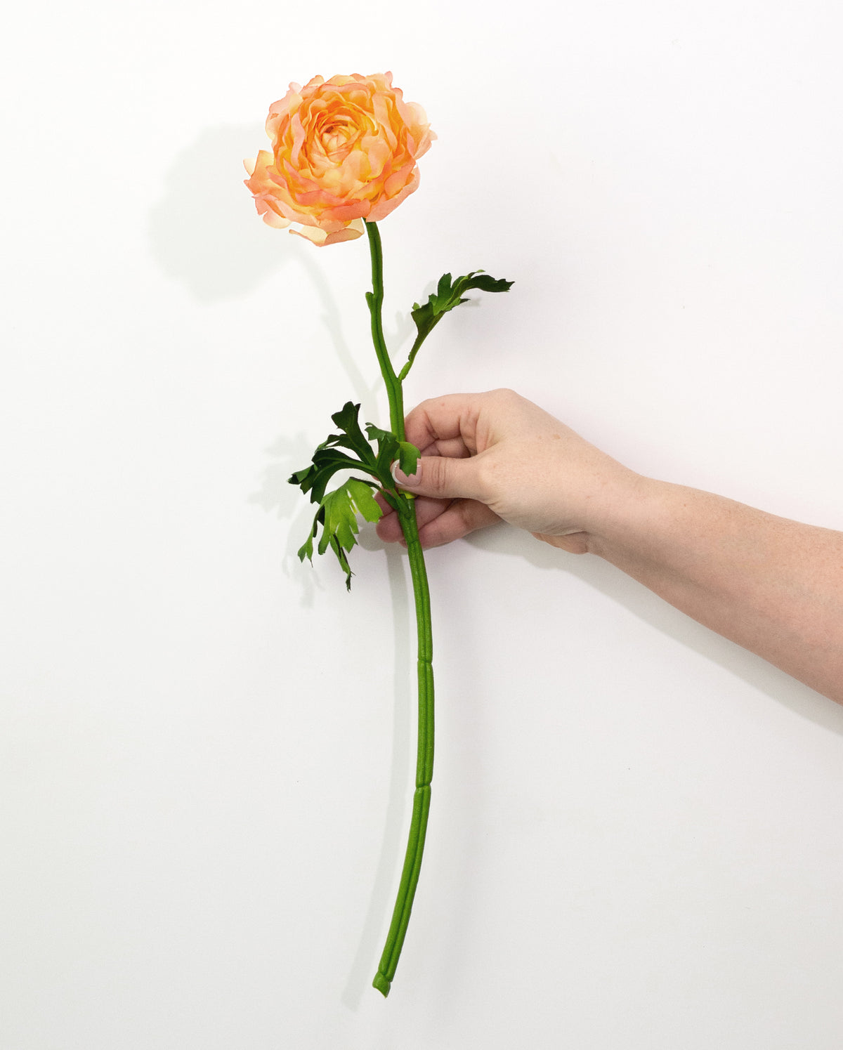 20" Ranunculus Stem: Peach Yellow