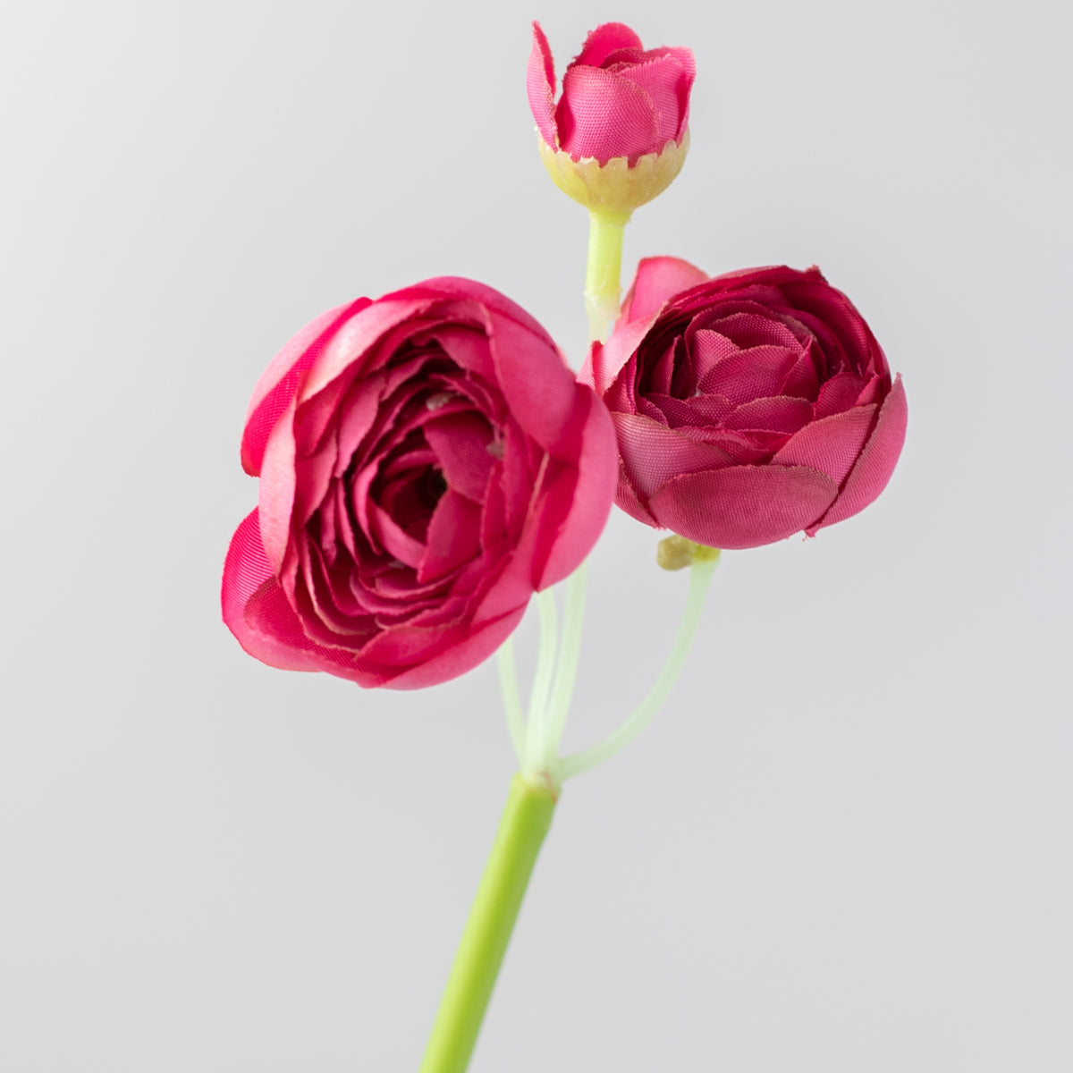 11" Mini Ranunculus Bundle: Fuchsia Pink Lifestyle Photo